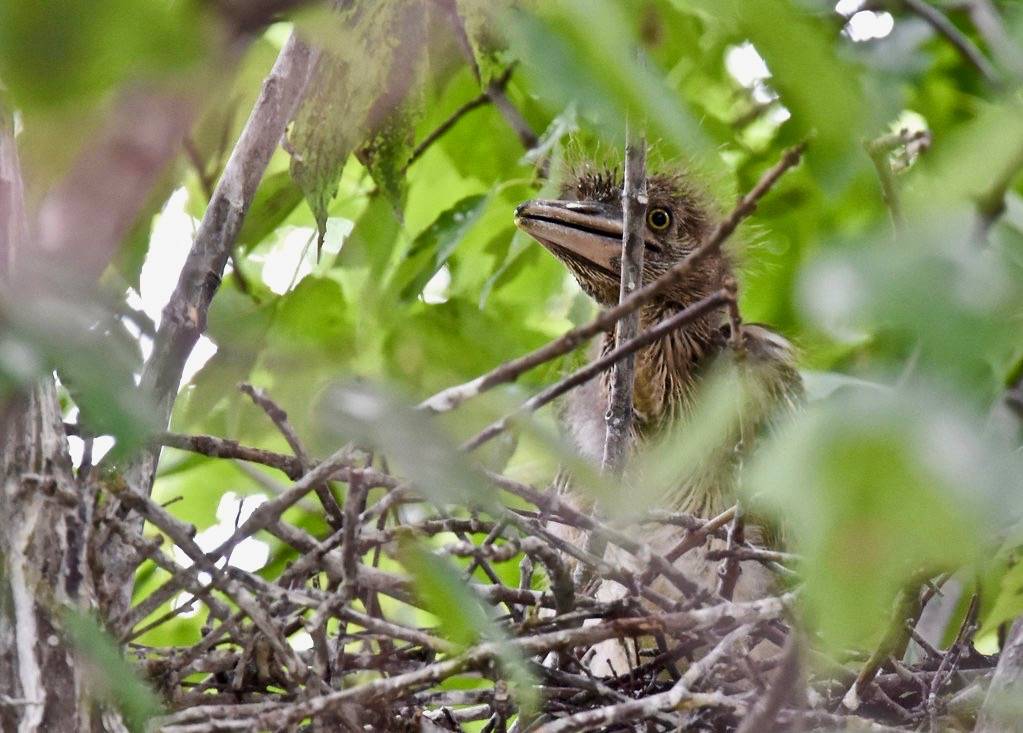 Black-crowned Night-Heron chicks from 7/11/19 by Wildreturn is licensed under CC BY 2.0